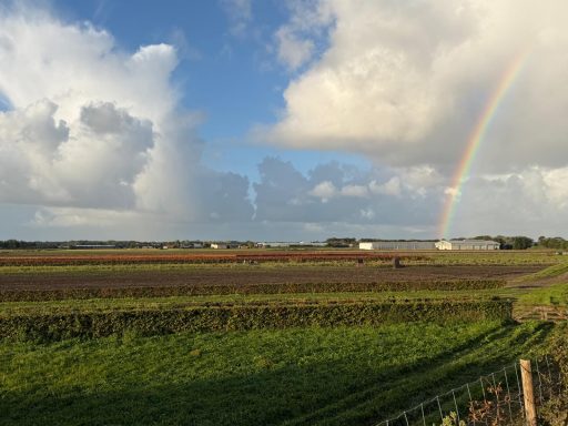 In de verte dahlia's en de regenboog