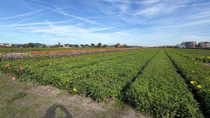 De Dahlia knollen moeten nog de grond uit.