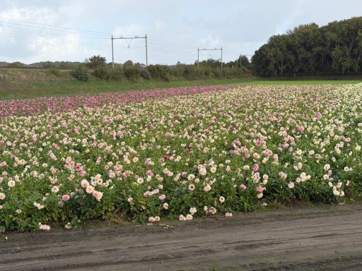 Veel dahlia's