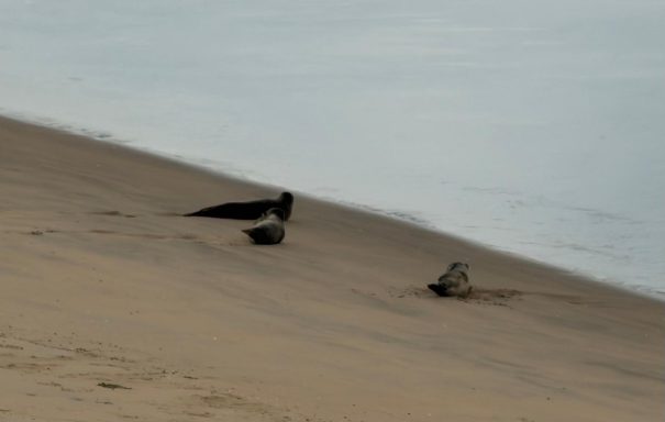 3 zeehonden