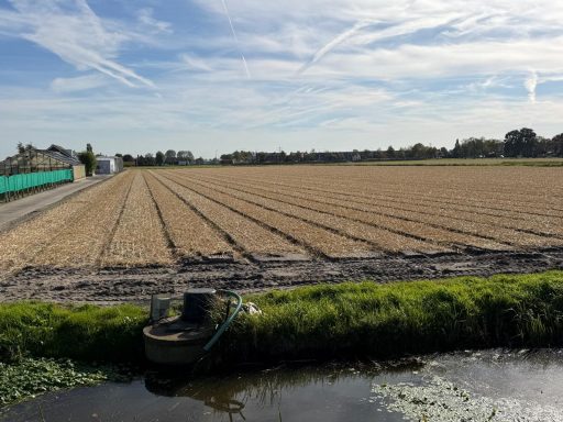 Hier zijn de tulpenbollen al gepoot