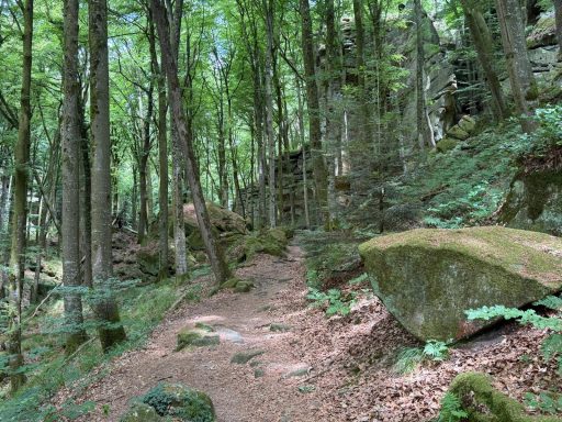 Het laatste stuk van 1 km door het bos