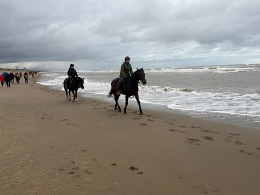 veel paarden