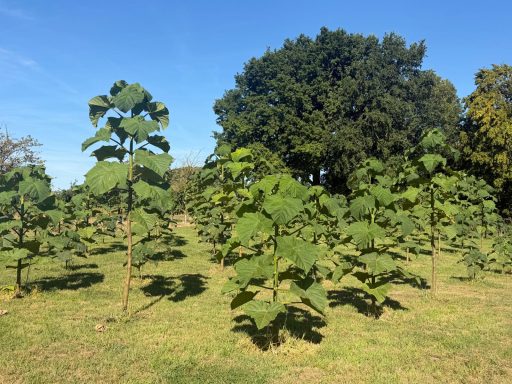 Bijzondere planten