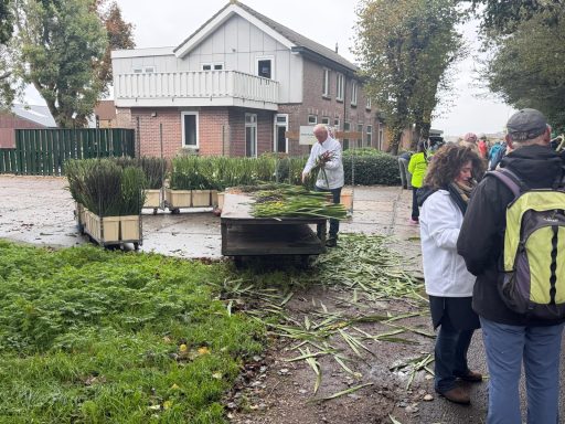 Voor iedereen een gladiool